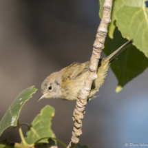 Orange-crowned Warbler-03