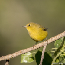 Orange-crowned Warbler-12