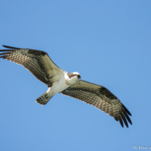 Osprey In Flight-01