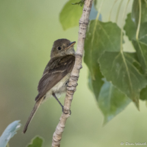 Pacific Slope Flycatcher-08