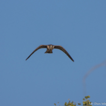 Peregrin Falcon-01