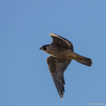 Peregrin Falcon-05