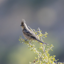 Phainopepla-Female-03