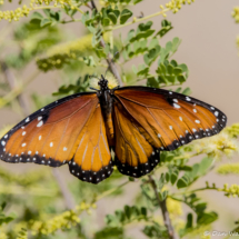 Queen Butterfly-02