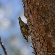 Red-breasted Nuthatch-06