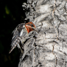 Red-breasted Sapsucker-01