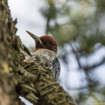 Red-breasted Sapsucker-01