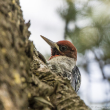 Red-breasted Sapsucker-02