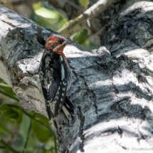 Red-breasted Sapsucker-04