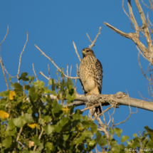 Red-shouldered Hawk-02