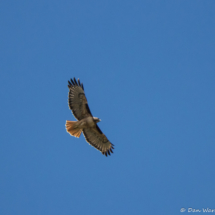 Red-tailed Hawk-01