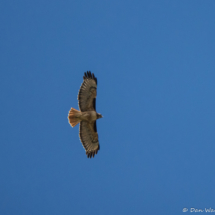 Red-tailed Hawk-02