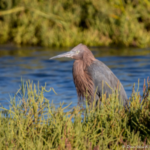 Reddish Egret-01
