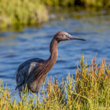Reddish Egret-03