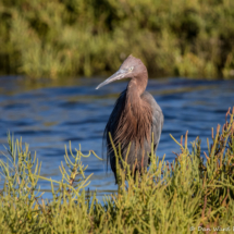 Reddish Egret-05