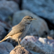 Rock Wren-03