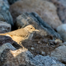 Rock Wren-04