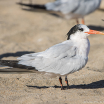 Royal Tern-02
