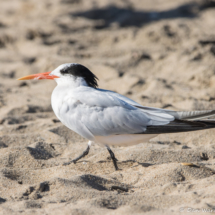 Royal Tern-03