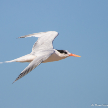 Royal Tern in Flight-01