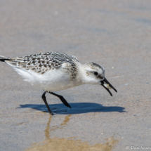Sanderling-03
