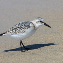 Sanderling-04