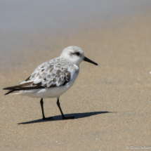 Sanderling-06