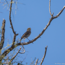 Savannah Sparrow-01