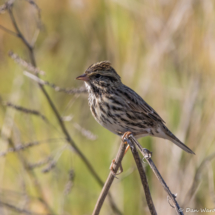 Savannah Sparrow-Belding's-02