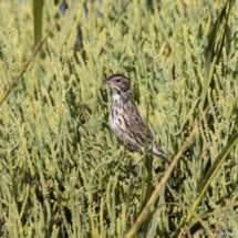 Savannah Sparrow-Belding's-05