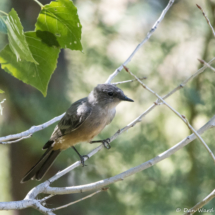Say's Phoebe-01