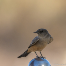 Say's Phoebe-02