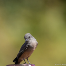 Say's Phoebe-03