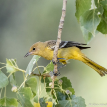 Scott's Oriole-Female-01