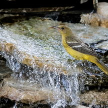 Scott's Oriole-Female-06