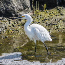 Snowy Egret-03