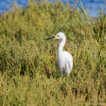 Snowy Egret-11