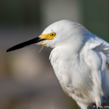 Snowy Egret-18