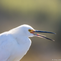 Snowy Egret-20