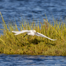 Snowy Egret taking Flight-01