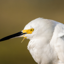 Snowy Egret up Close-02