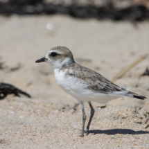 Snowy Plover-04