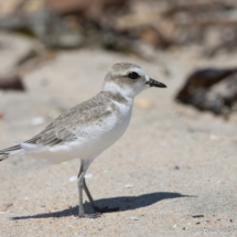 Snowy Plover-05