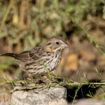 Song Sparrow-16