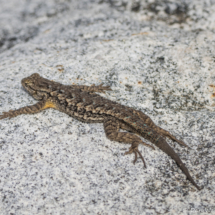 Southern Sagebrush Lizard-01