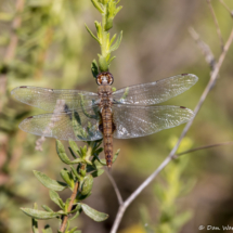Spot-winged Glider-01