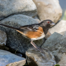 Spotted Towhee-05