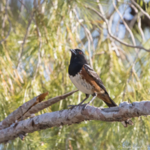 Spotted Towhee-07