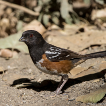 Spotted Towhee-13