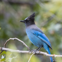 Steller's Jay-01